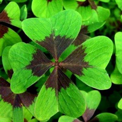 怪兽纪元测试版下载